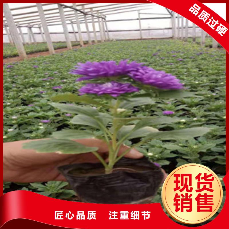 宿根花卉-水生植物/荷花睡莲源头厂家量大价优