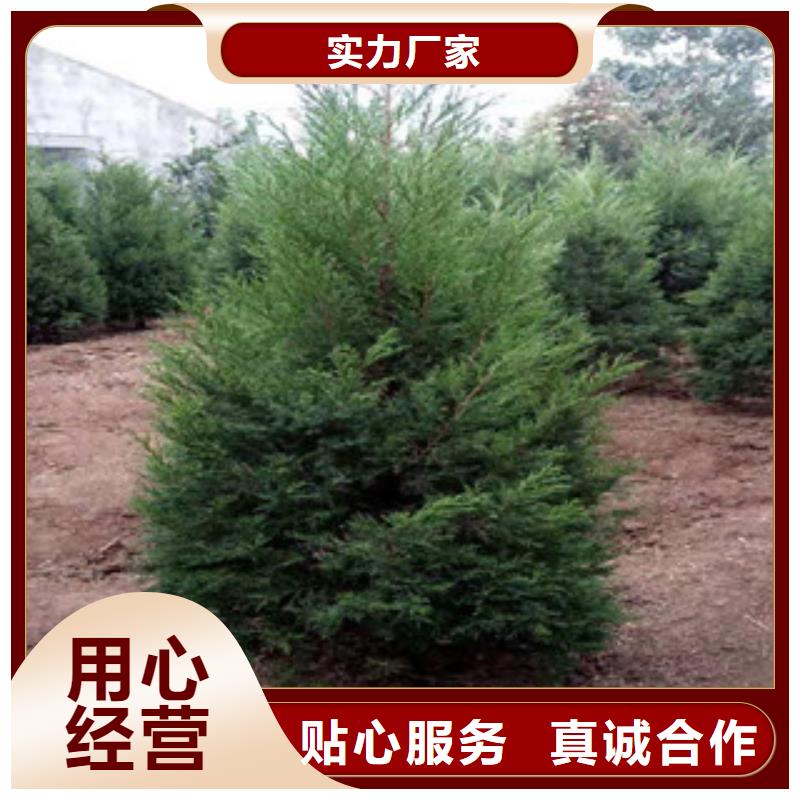 宿根花卉花海景观工程型号齐全