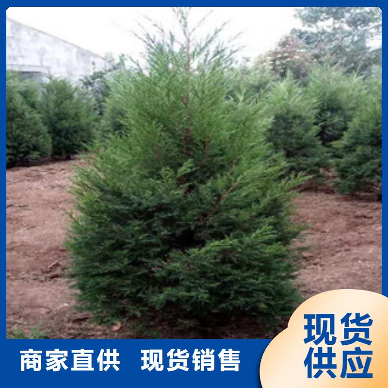 宿根花卉【时令花卉/绿化草花价格】厂家直销放心