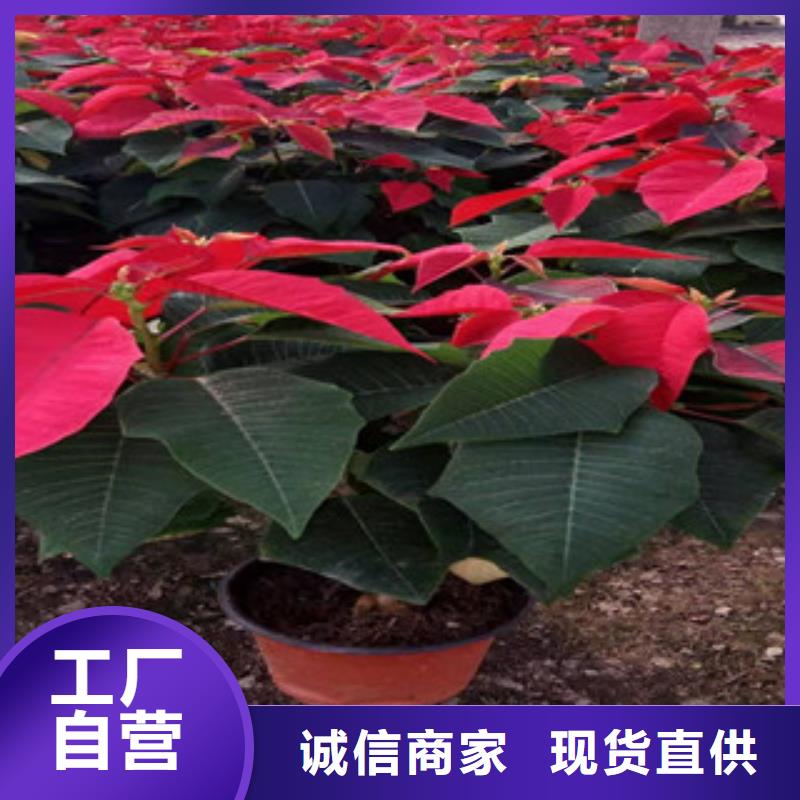 宿根花卉宿根花卉基地规格齐全