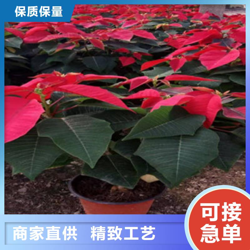 【宿根花卉】,鲁冰花/粉黛乱子草品质有保障