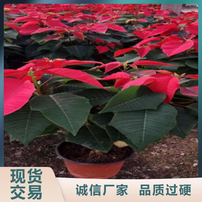 宿根花卉-五一国庆草花批发一站式服务