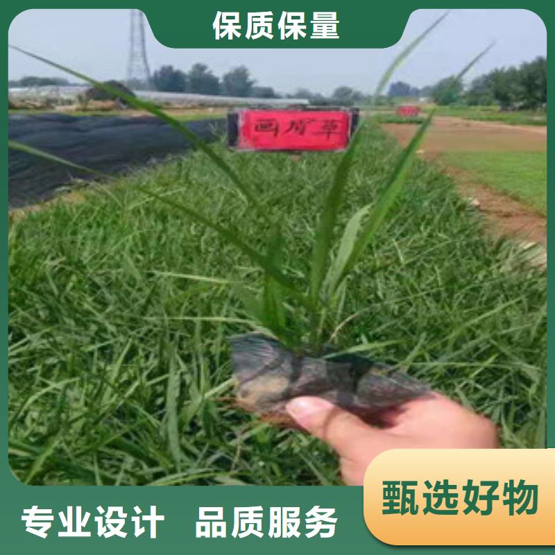 宿根花卉,鲁冰花/粉黛乱子草品质值得信赖