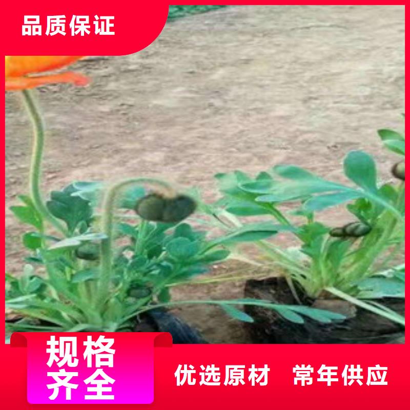 【宿根花卉】时令花卉/绿化草花价格交货准时