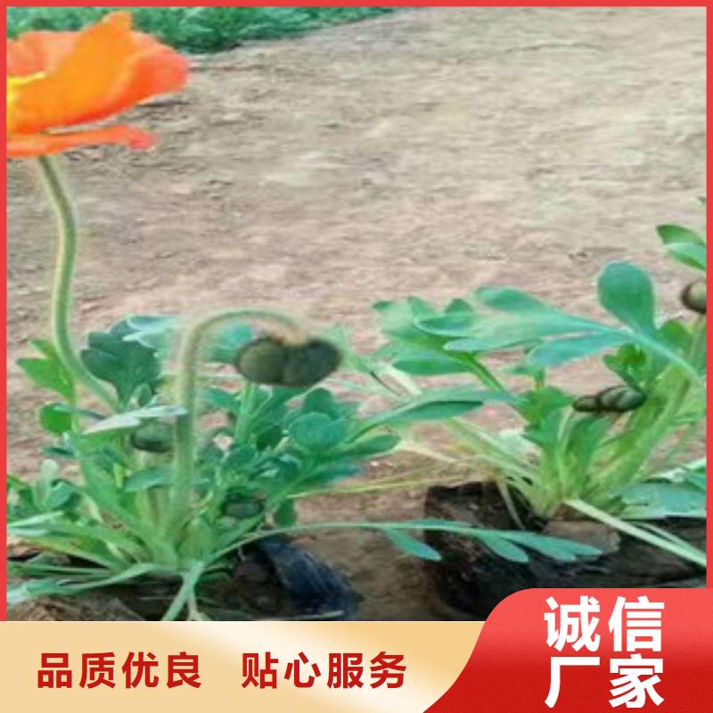 宿根花卉花海景观工程型号齐全