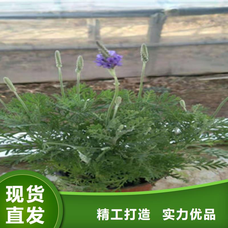 【宿根花卉】花海景观工程诚信为本