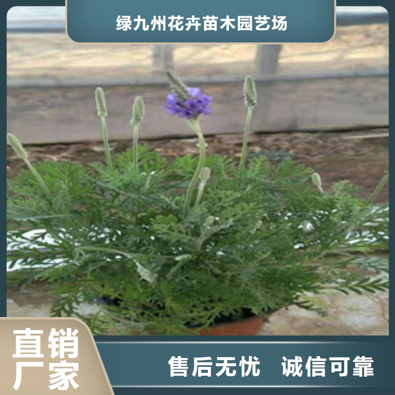 【宿根花卉,花海景观工程一手货源源头厂家】