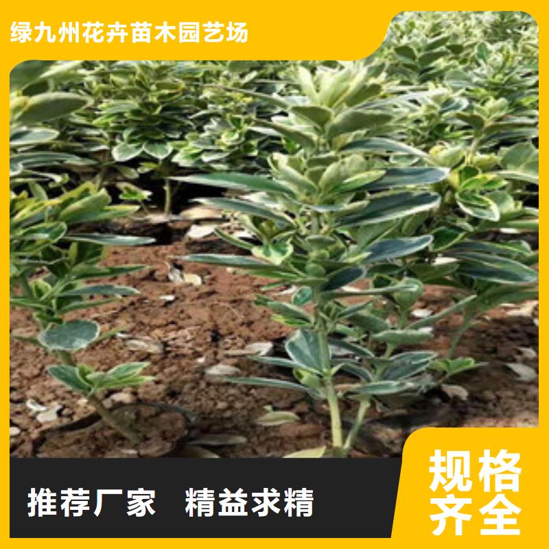 宿根花卉,耐寒耐旱草花基地工程施工案例