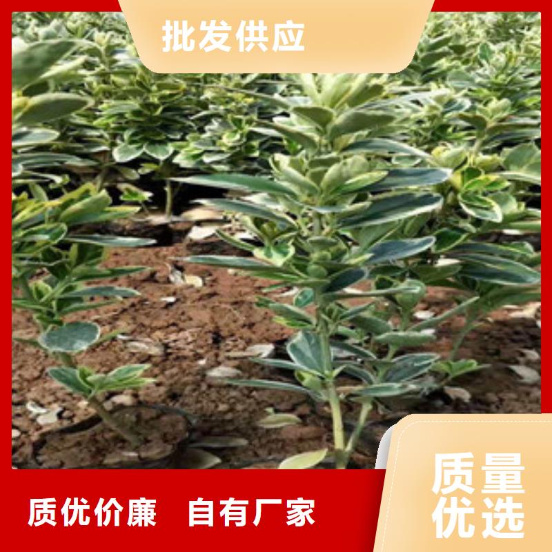 宿根花卉,花海景观工程支持定制批发