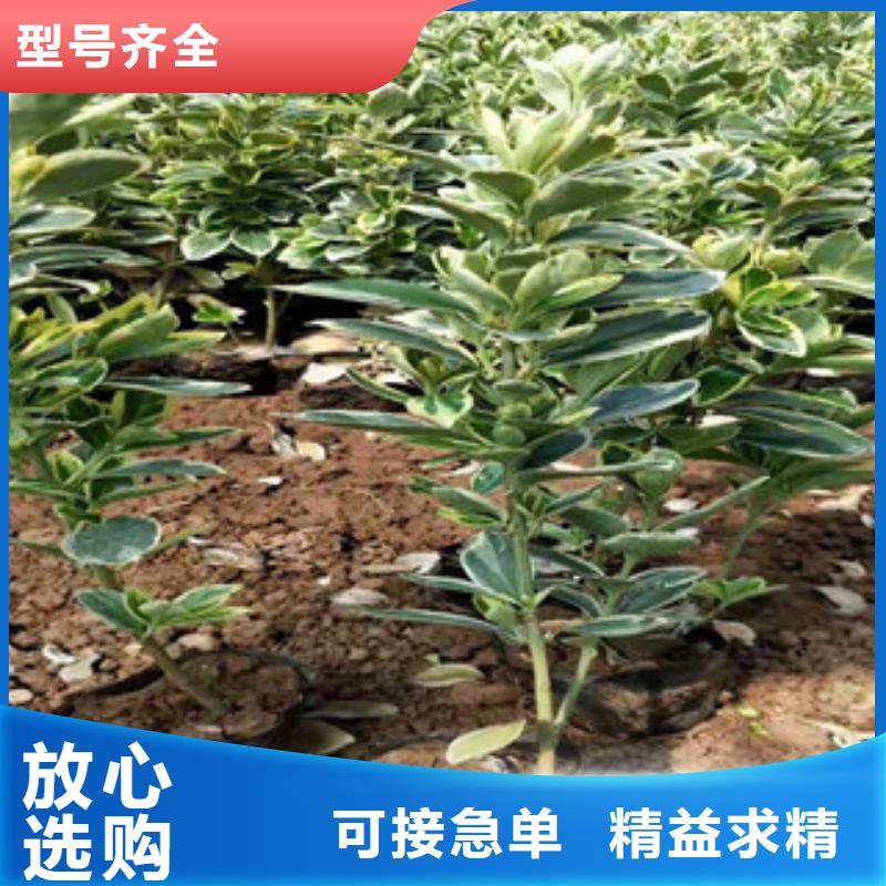 宿根花卉鲁冰花/粉黛乱子草专注细节使用放心