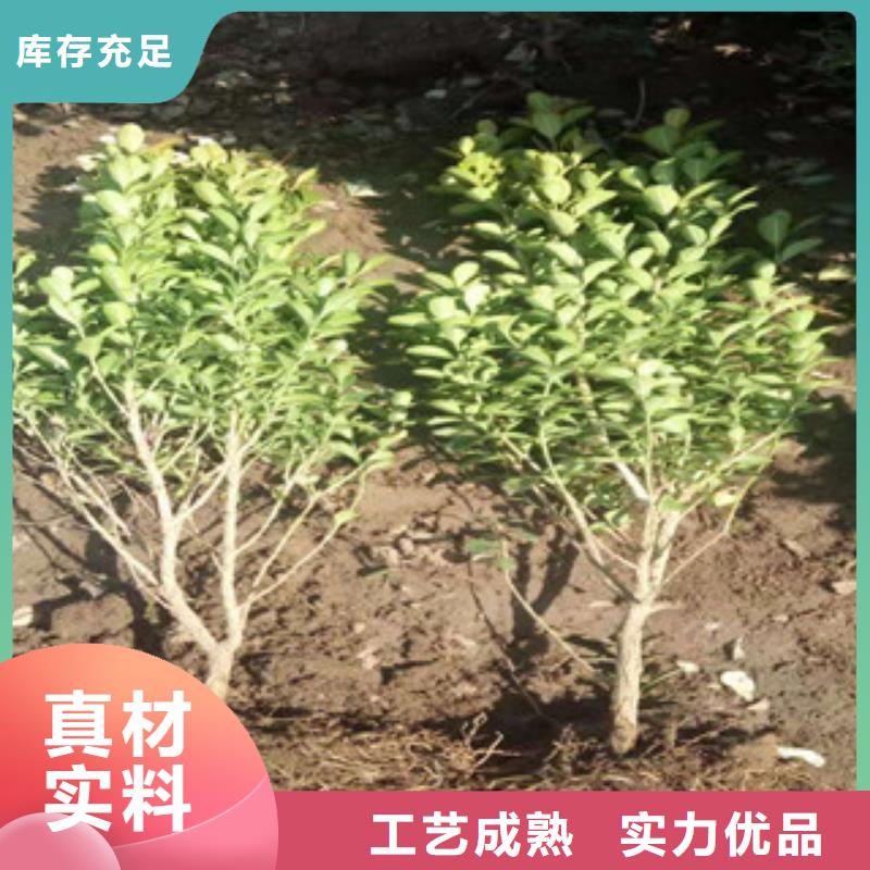 宿根花卉-花海景观工程严格把控质量