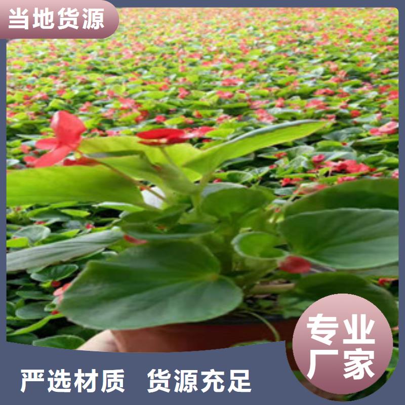 宿根花卉时令花卉/绿化草花价格真材实料诚信经营