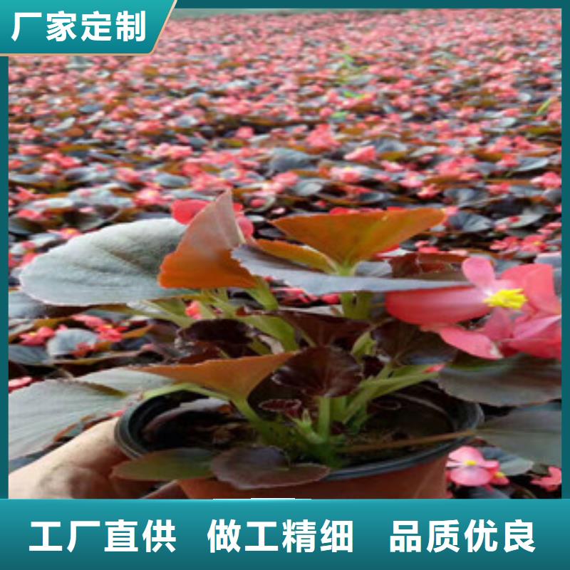 【宿根花卉】时令花卉/绿化草花价格工期短发货快