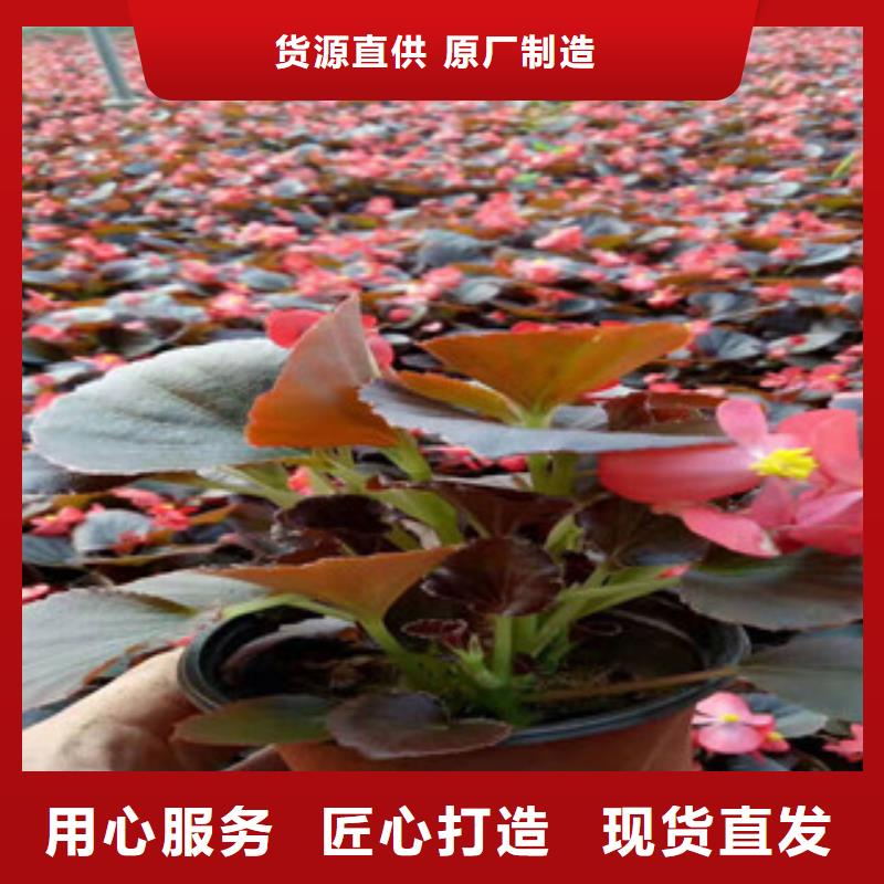 宿根花卉水生植物/荷花睡莲细节之处更加用心