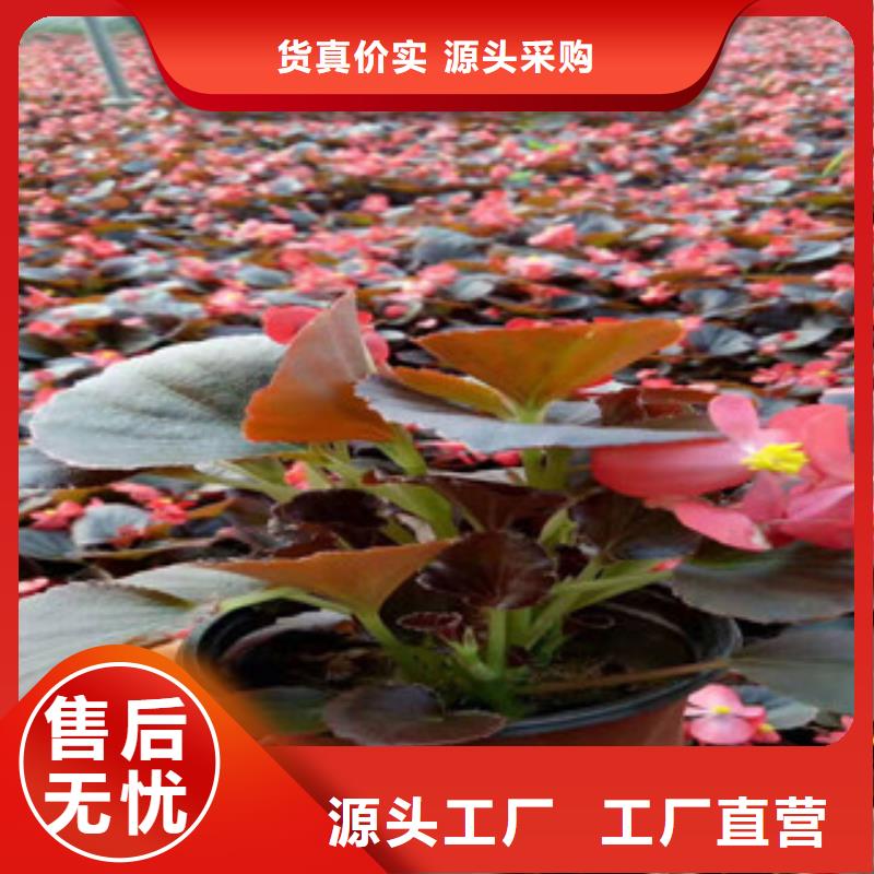 【宿根花卉】,鲁冰花/粉黛乱子草源厂定制