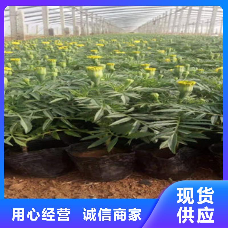 【宿根花卉鲁冰花/粉黛乱子草放心选购】