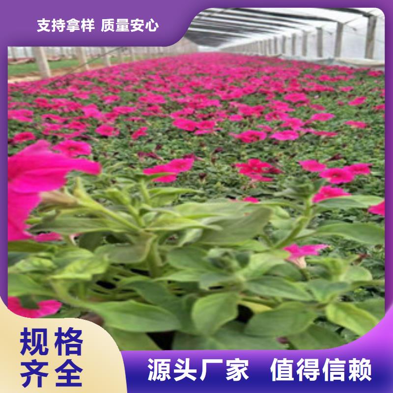 【宿根花卉,花海景观工程一手货源源头厂家】