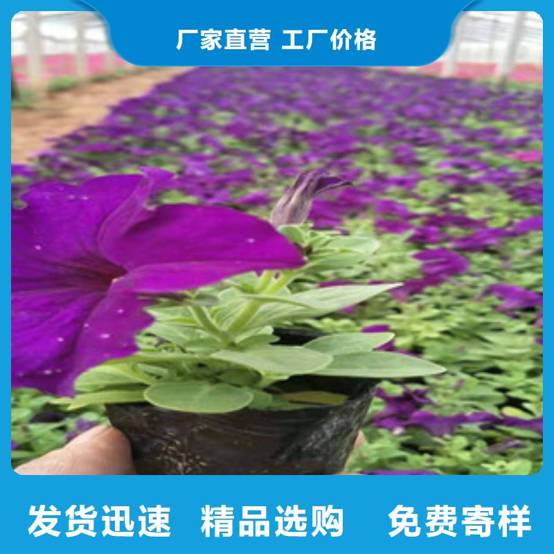 宿根花卉_水生植物/荷花睡莲用心经营