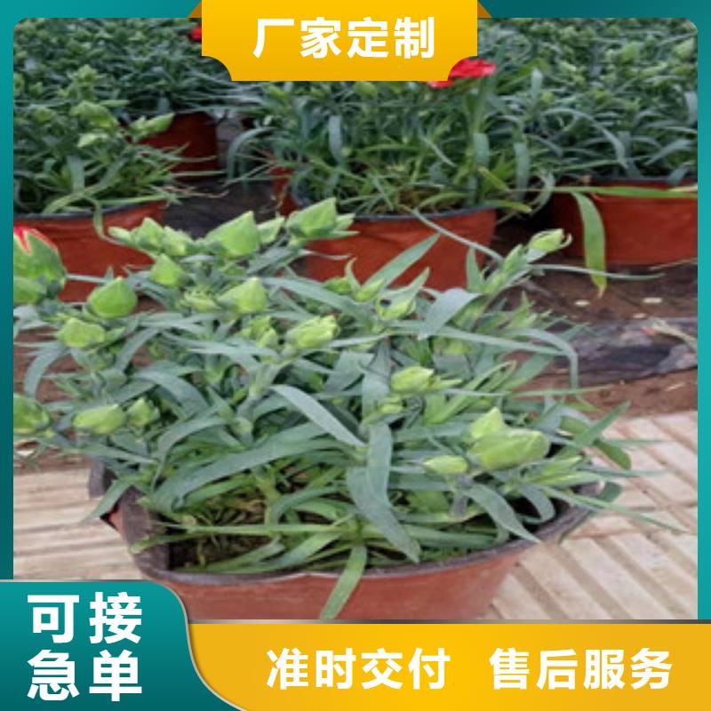 【宿根花卉】时令花卉/绿化草花价格工期短发货快