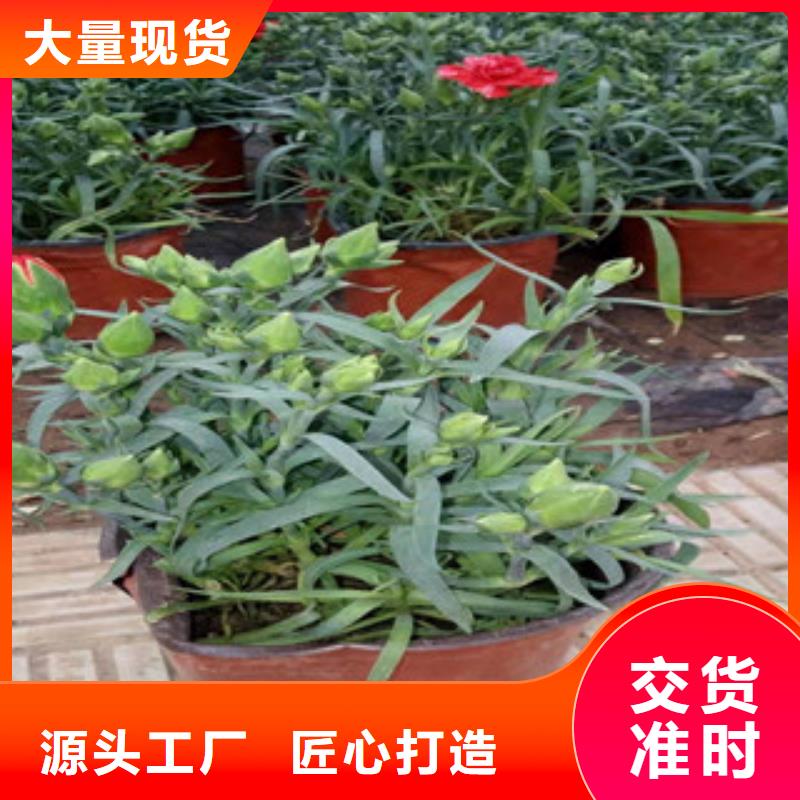 宿根花卉-时令花卉/绿化草花价格随到随提