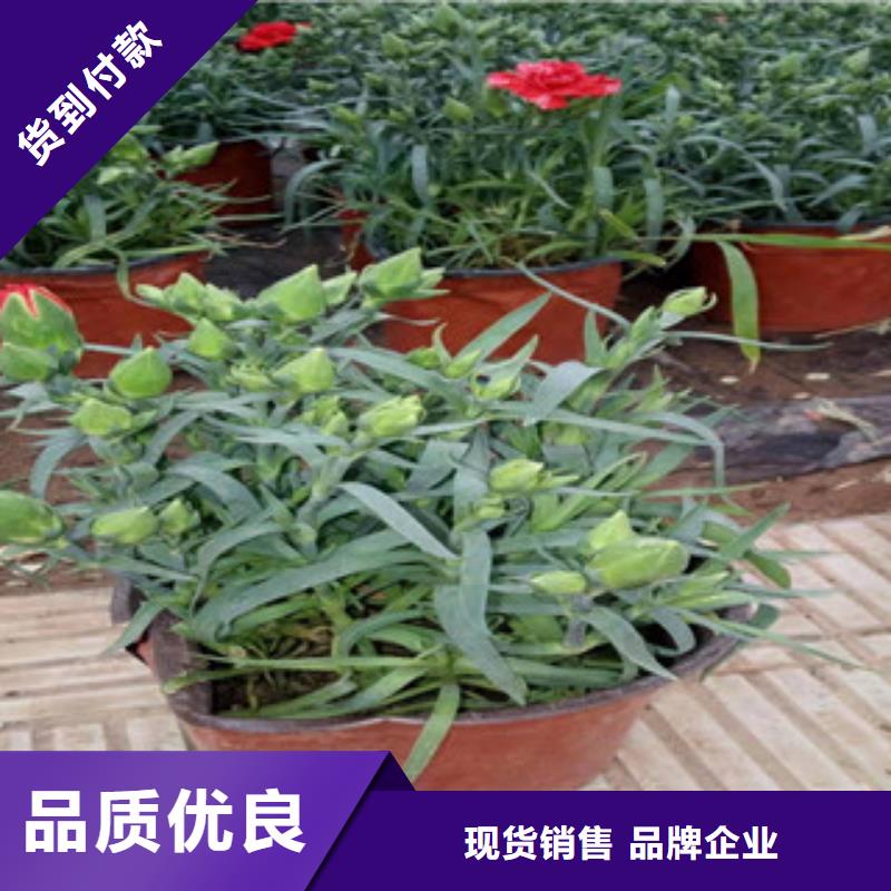 宿根花卉耐寒耐旱草花基地现货