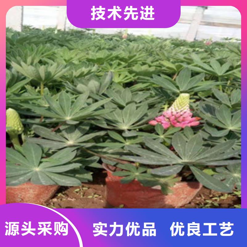 宿根花卉-花海景观工程严格把控质量