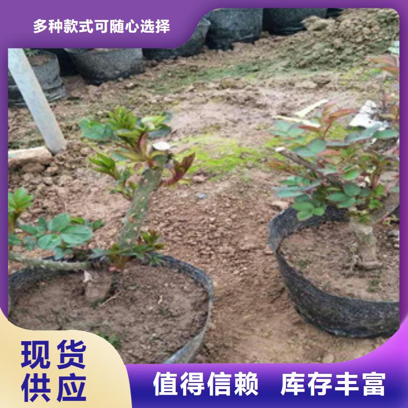 【花海景观花海景观工程用心做好每一件产品】