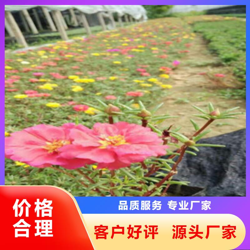 花海景观耐寒耐旱草花基地厂家现货批发