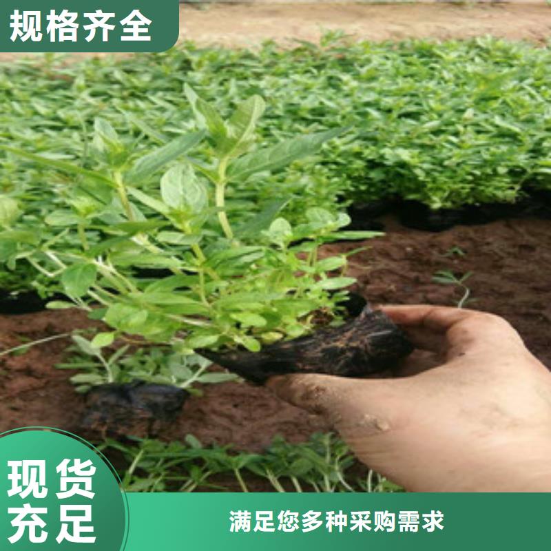 【花海景观】五一国庆草花批发大量现货
