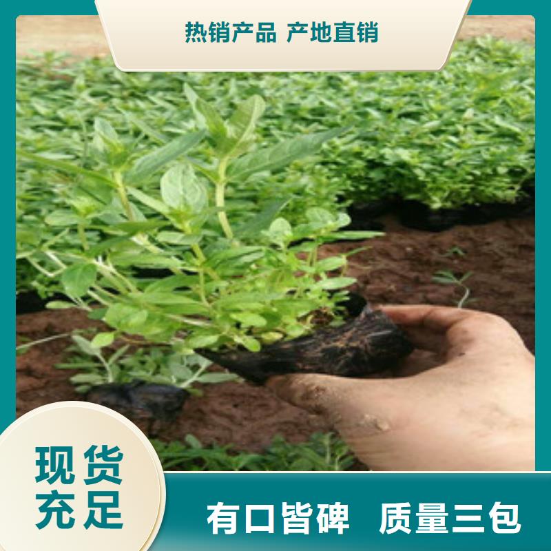 花海景观鲁冰花/粉黛乱子草现货充足