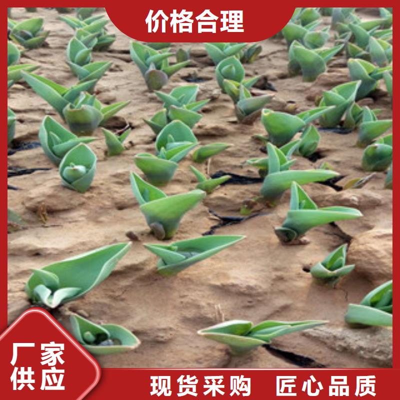花海景观-水生植物/荷花睡莲现货供应