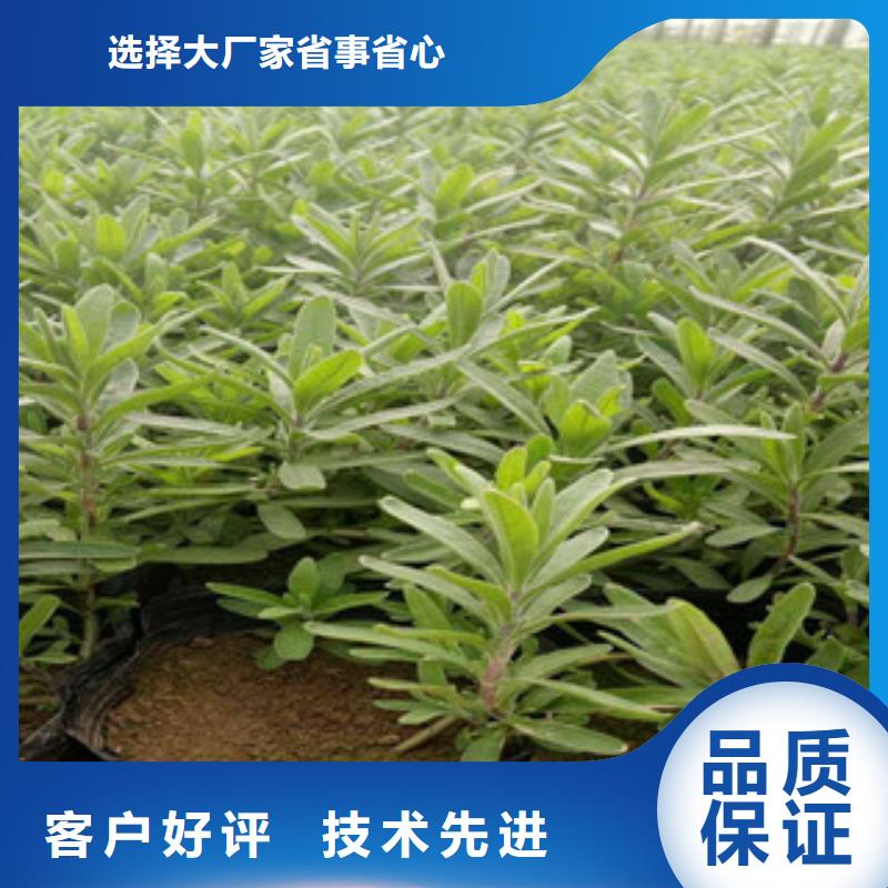 花海景观-花海景观工程经验丰富品质可靠