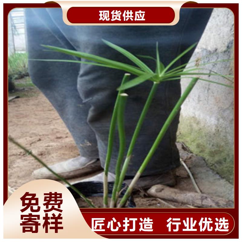花海景观【鲁冰花/粉黛乱子草】一手货源源头厂家