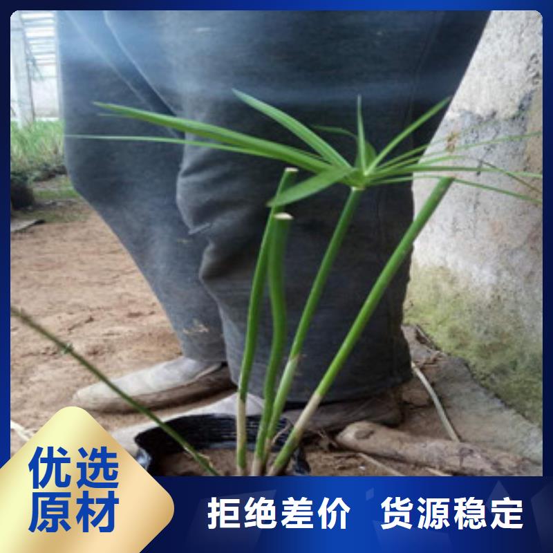 花海景观_宿根花卉基地品质有保障