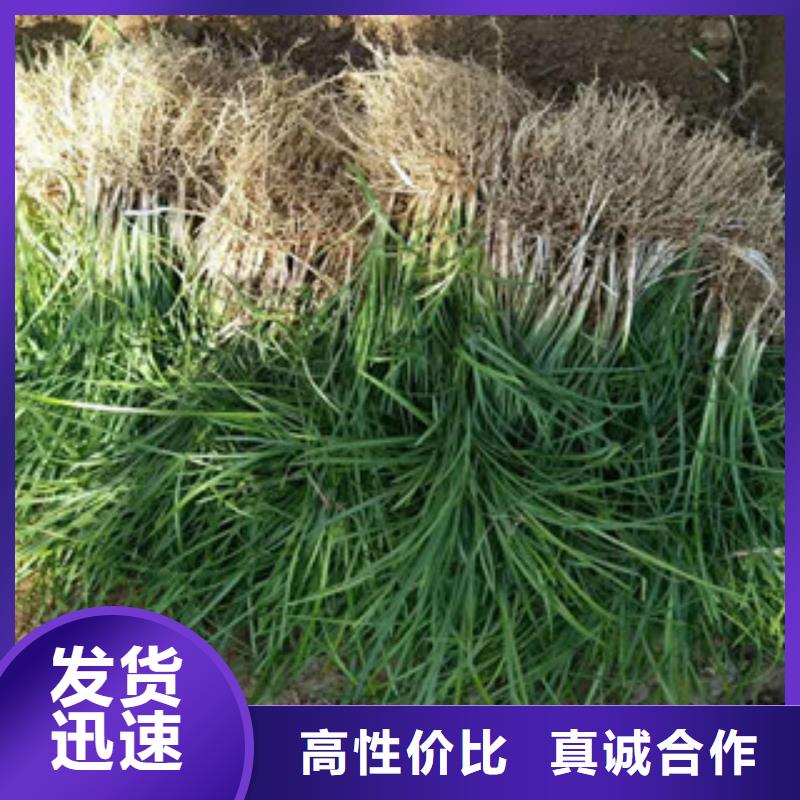 花海景观鲁冰花/粉黛乱子草出货及时