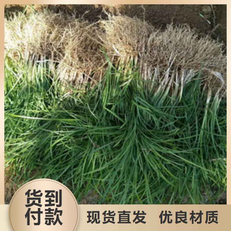 花海景观水生植物/荷花睡莲生产加工