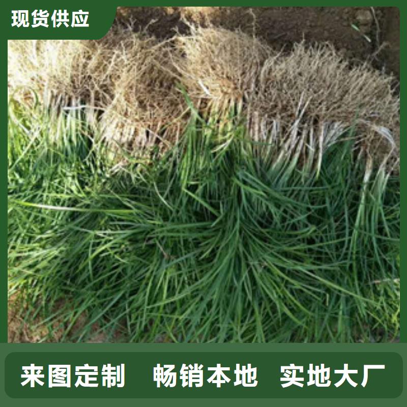 【花海景观花海景观工程严选用料】
