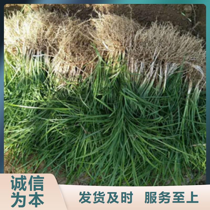 花海景观水生植物/荷花睡莲设备齐全支持定制