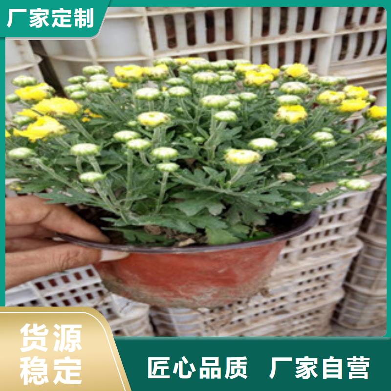 花海景观柳叶马鞭草/薰衣草客户满意度高