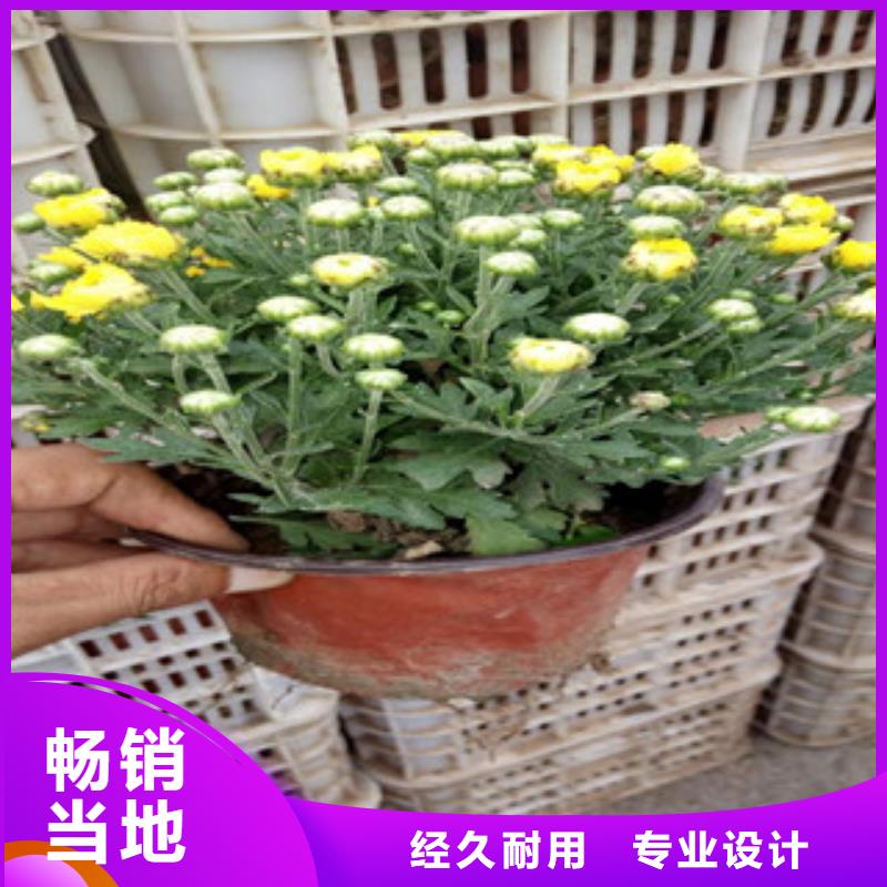 花海景观_宿根花卉基地品质有保障