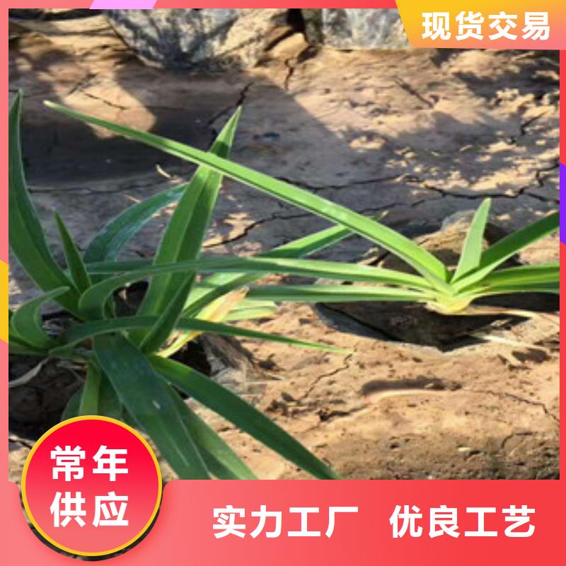 花海景观柳叶马鞭草/薰衣草按需定做