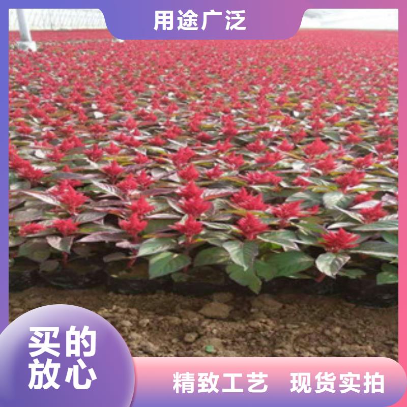 【花海景观_水生植物/荷花睡莲产地直供】