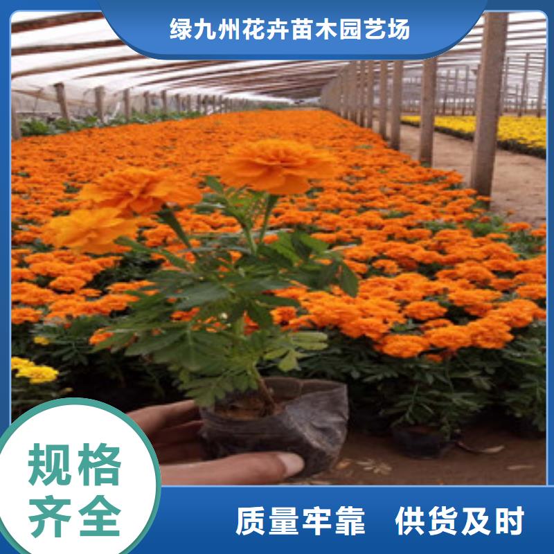 花海景观鲁冰花/粉黛乱子草现货充足