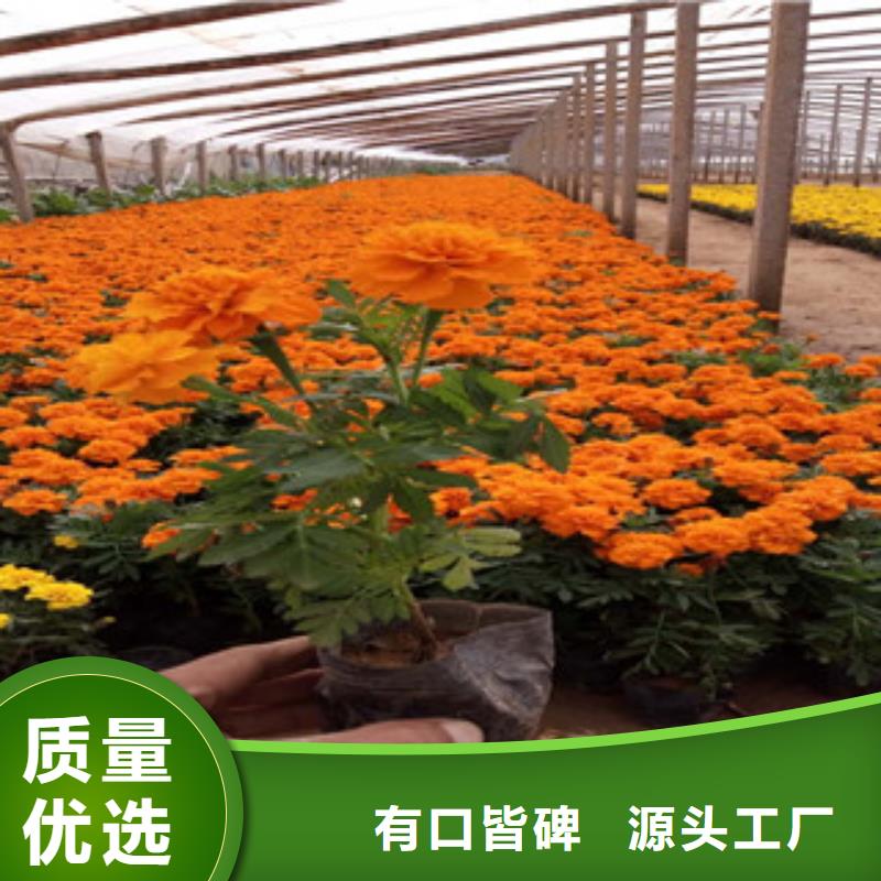 花海景观【耐寒耐旱草花基地】买的是放心