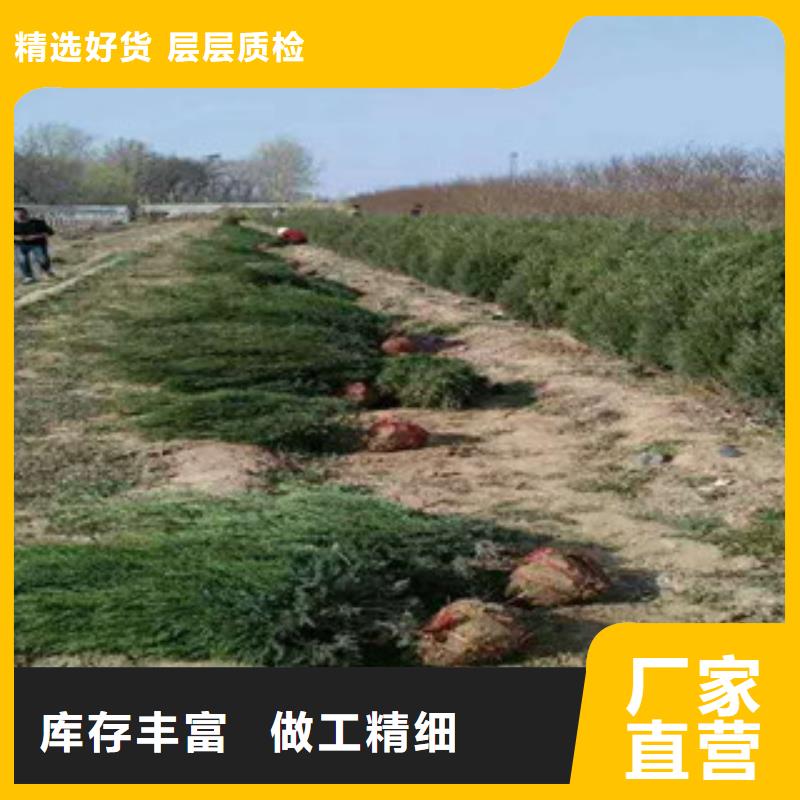 花海景观_宿根花卉基地品质有保障