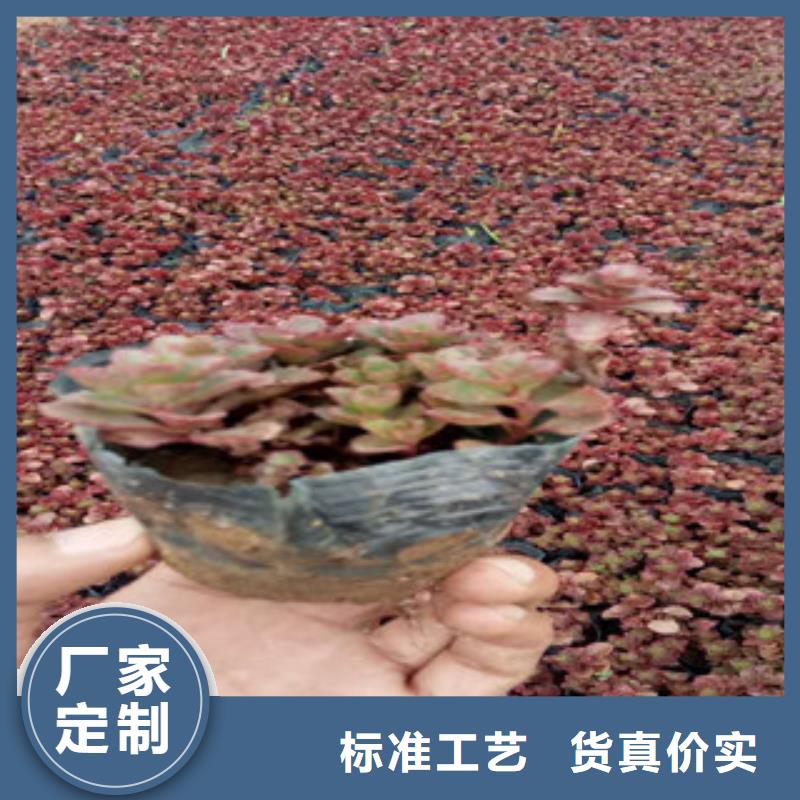花海景观水生植物/荷花睡莲多种规格供您选择
