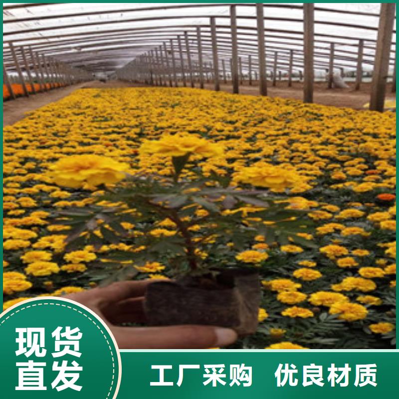 花海景观【宿根花卉基地】免费回电