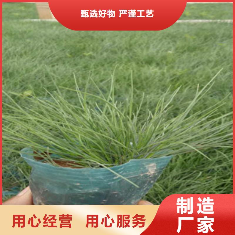 花海景观,花海景观工程工厂自营