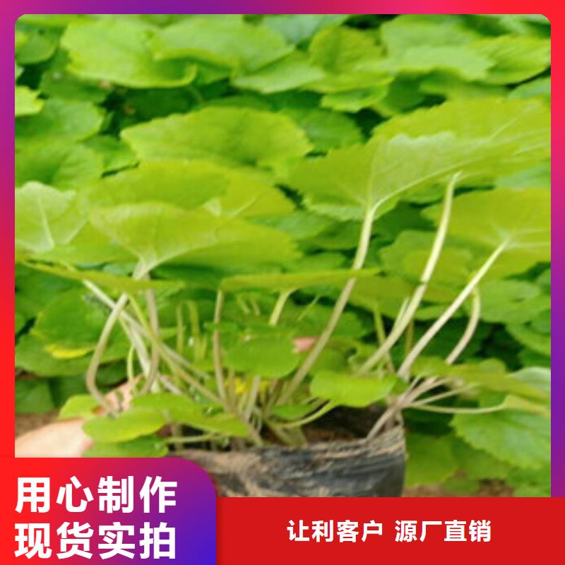 花海景观宿根花卉基地多年实力厂家
