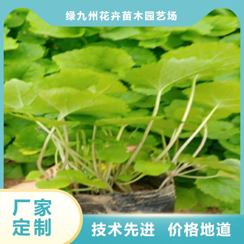 花海景观水生植物/荷花睡莲设备齐全支持定制